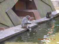 Amsterdam's zoo
