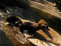 Amsterdam's zoo