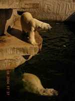 Amsterdam's zoo