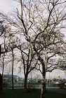 Nostalgie - The birch tree