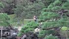Tokyo - Hamarikyu garden