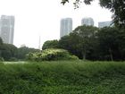 Tokyo - Hamarikyu garden