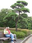 Tokyo - Imperial Palace gardens