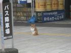 Nikko