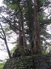 Nikko National Park