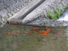 Takayama - Miyagawa river