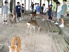 Miyajima