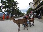 Miyajima