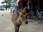Miyajima
