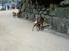 Miyajima