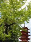 Miyajima - Mount Misen