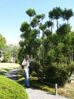 Kyoto - Nijo castle