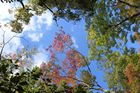 Kyoto - Kinkakuji