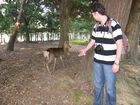 Nara Park
