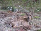 Nara Park