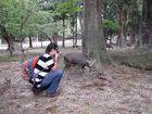 Nara Park
