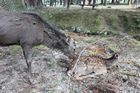 Nara Park