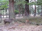 Nara Park
