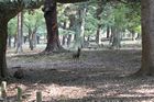 Nara Park
