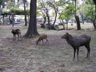 Nara Park