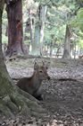 Nara Park