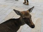 Nara Park