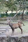 Nara Park