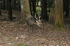 Nara Park