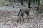 Nara Park