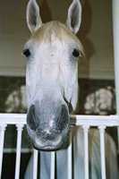 The Royal Mews - The royal horse
