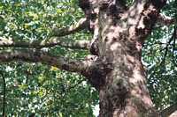 Buckingham Palace - The backyard