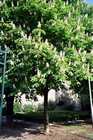 Chestnut in spring